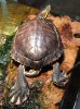 ImageUploadedByTortoise Forum1477438402.521354.jpg