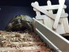 ImageUploadedByTortoise Forum1477566384.779049.jpg