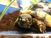 ImageUploadedByTortoise Forum1477932824.856275.jpg