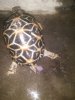 tortoise (2).jpg
