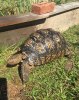 ImageUploadedByTortoise Forum1478299204.066464.jpg