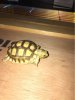 ImageUploadedByTortoise Forum1478802381.202841.jpg