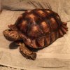 ImageUploadedByTortoise Forum1478996156.931837.jpg