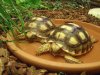 badende Schildkröten 6.JPG