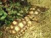 kuschelnde Schildkröten 1.JPG