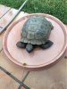 ImageUploadedByTortoise Forum1480346306.751337.jpg