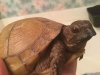 ImageUploadedByTortoise Forum1480391899.170555.jpg