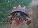 turtles of the day 003.JPG