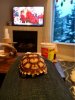 ImageUploadedByTortoise Forum1480874840.442285.jpg