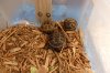 repticon 047.JPG