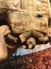 ImageUploadedByTortoise Forum1481126604.022112.jpg