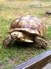 ImageUploadedByTortoise Forum1481202313.755858.jpg