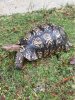 ImageUploadedByTortoise Forum1481337342.125105.jpg