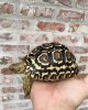 ImageUploadedByTortoise Forum1481656502.100407.jpg