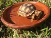 ImageUploadedByTortoise Forum1482129126.311779.jpg