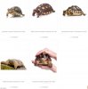 TUrtle Store Pict.jpg