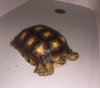 ImageUploadedByTortoise Forum1482615783.168978.jpg