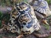 ImageUploadedByTortoise Forum1483684025.979719.jpg