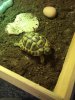 ImageUploadedByTortoise Forum1483700070.372124.jpg