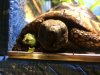 ImageUploadedByTortoise Forum1483834767.121740.jpg