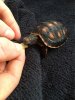 ImageUploadedByTortoise Forum1483875057.631684.jpg