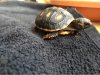 ImageUploadedByTortoise Forum1483875121.033406.jpg