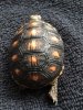 ImageUploadedByTortoise Forum1483875139.123403.jpg