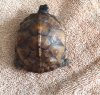 ImageUploadedByTortoise Forum1484182629.212984.jpg