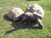 Aldabran tortoises 02-25-15 b.jpg