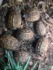 ImageUploadedByTortoise Forum1484705032.648927.jpg