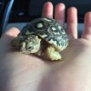 ImageUploadedByTortoise Forum1484707117.726463.jpg