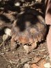 ImageUploadedByTortoise Forum1484857198.009079.jpg