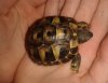 ImageUploadedByTortoise Forum1485026400.296400.jpg