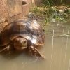 ImageUploadedByTortoise Forum1485058312.371312.jpg