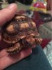 ImageUploadedByTortoise Forum1485383083.062693.jpg