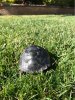 ImageUploadedByTortoise Forum1485645668.049501.jpg