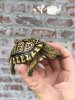 ImageUploadedByTortoise Forum1485832213.779864.jpg