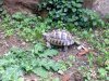 ImageUploadedByTortoise Forum1486115432.919703.jpg