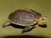 ImageUploadedByTortoise Forum1486577506.481792.jpg