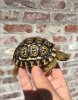 ImageUploadedByTortoise Forum1486762773.064658.jpg