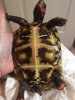 ImageUploadedByTortoise Forum1486968360.500303.jpg