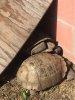 ImageUploadedByTortoise Forum1487041073.221293.jpg