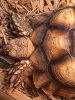 ImageUploadedByTortoise Forum1487365524.803281.jpg