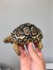 ImageUploadedByTortoise Forum1487565557.594241.jpg