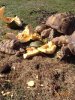 ImageUploadedByTortoise Forum1487850718.852992.jpg