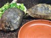 ImageUploadedByTortoise Forum1488502111.199894.jpg