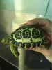 ImageUploadedByTortoise Forum1488770545.967360.jpg