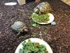 ImageUploadedByTortoise Forum1489009237.586398.jpg