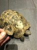 ImageUploadedByTortoise Forum1489274917.630422.jpg