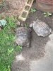 ImageUploadedByTortoise Forum1489480675.468924.jpg